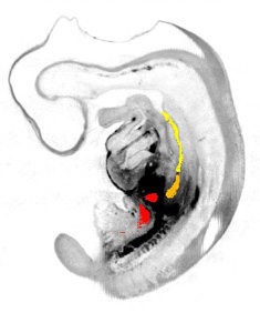 3D model of the human embryonic gastro-intestinal tract