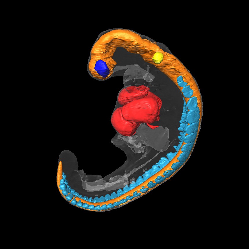 a 3D model of a human embryo, Carnegie stage 11