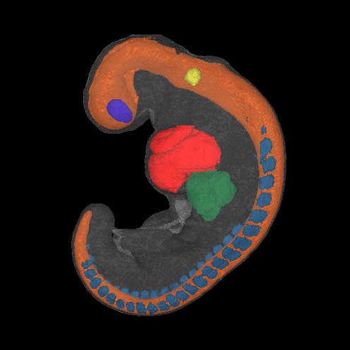 a 3D model of a human embryo, Carnegie stage 12