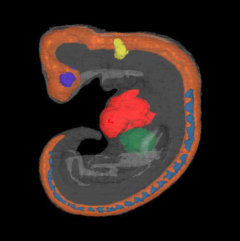 a 3D model of a human embryo, Carnegie stage 13