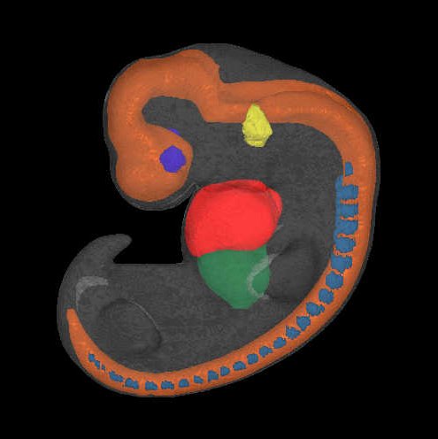 A 3D model of a human embryo, Carnegie stage 14