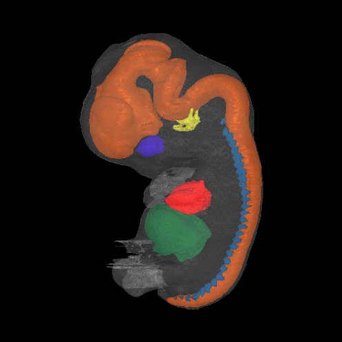 A 3D model of a human embryo, Carnegie stage 20