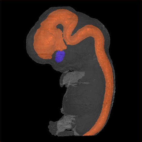 A 3D model of a human embryo, Carnegie stage 21