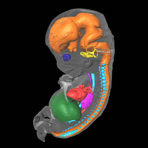A 3D model of the head of a human embryo, Carnegie stage 22