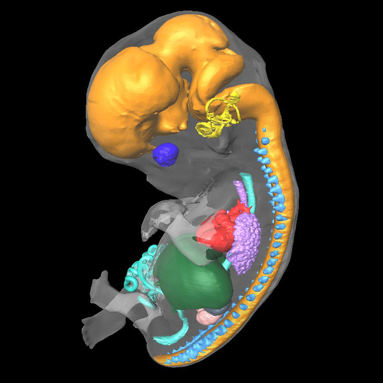 A 3D model of a human embryo, Carnegie stage 21