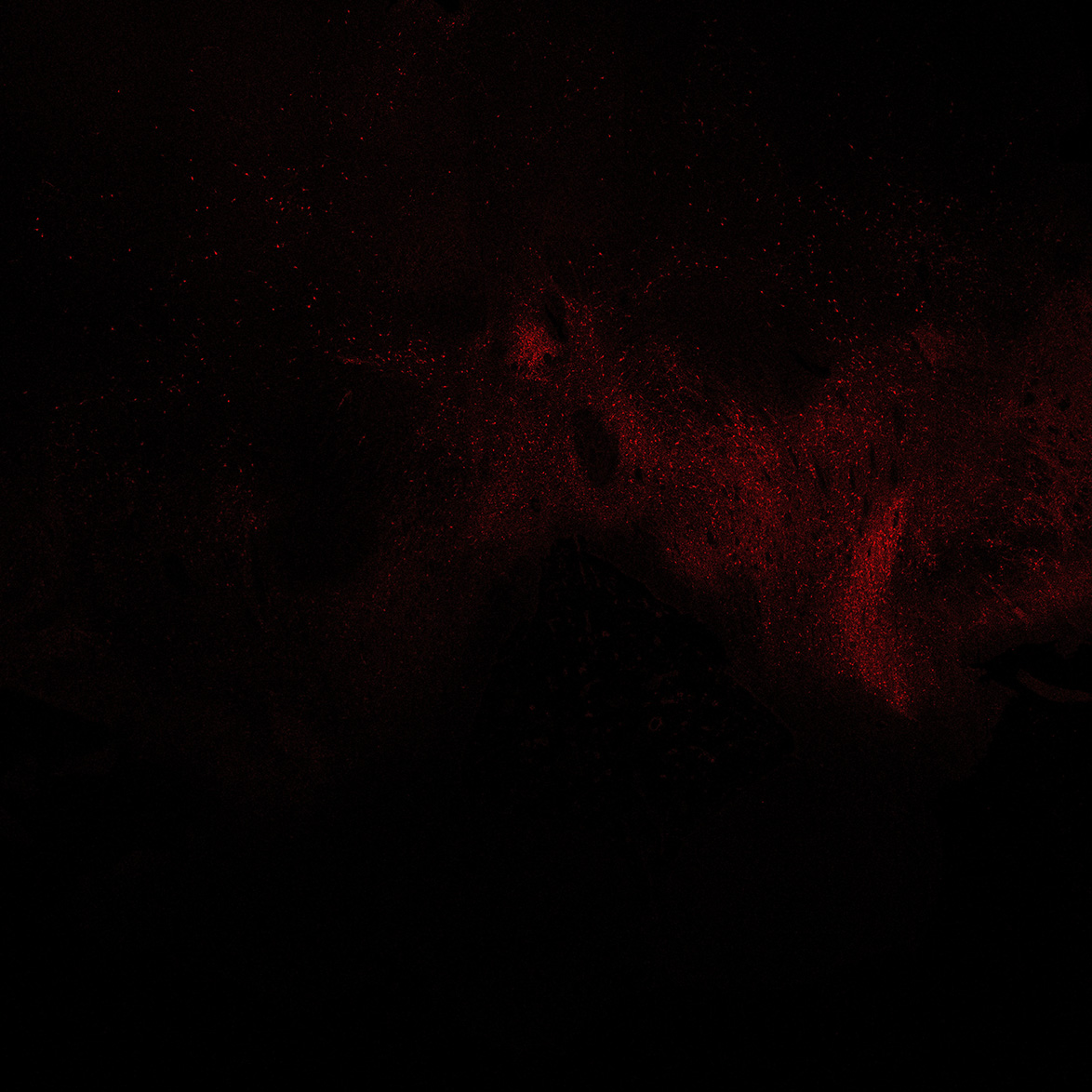 Human foetal midbrain