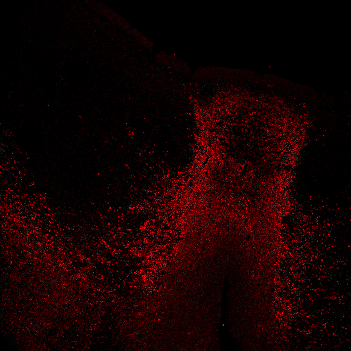 Human foetal midbrain