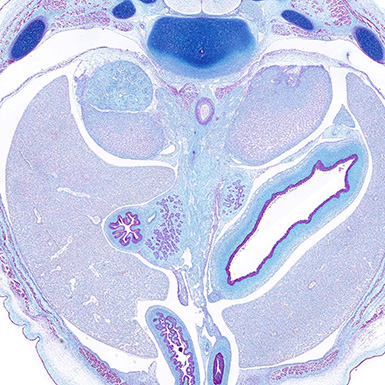 Alcian blue PAS section of a human embryo