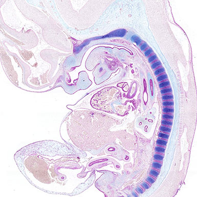 Alcian blue PAS section of a human embryo