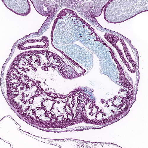 Alcian blue PAS section of a human embryo