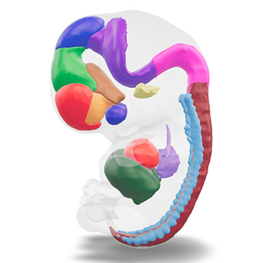 3D model of a human embryonic brain