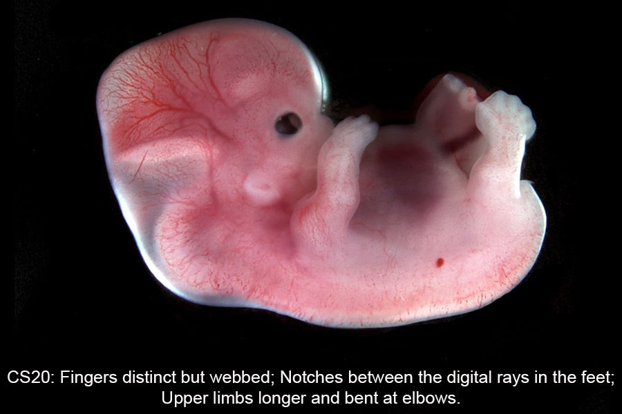A human embryo, Carnegie Stage 20