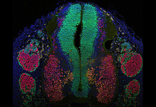 Immunofluorescence human embryonic spinal cord