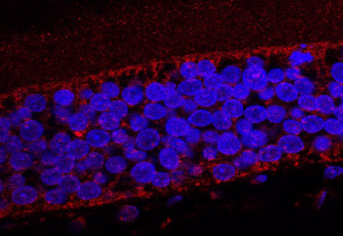Immunofluorescence in human embryonic brain