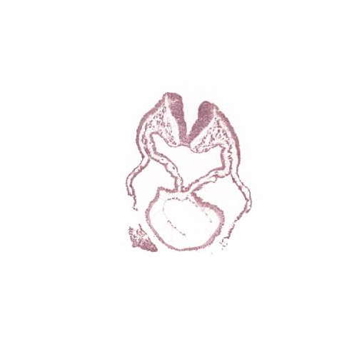 CS10 human embryo histology section