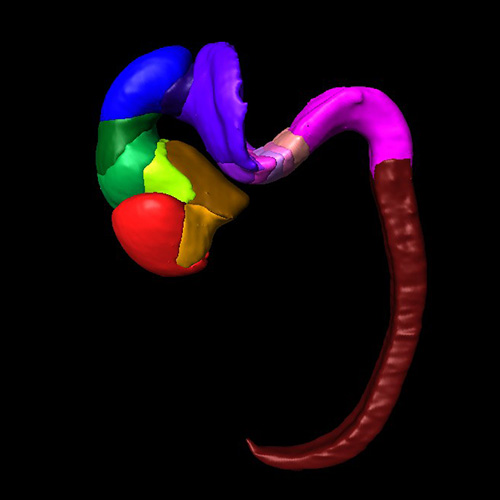 3D model of a human embryonic heart