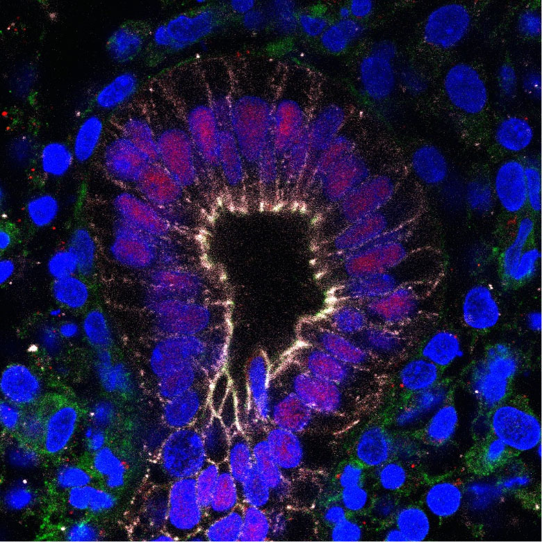 Section of a human embryonic brain