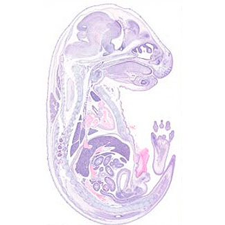 a histology section of a mouse embryo