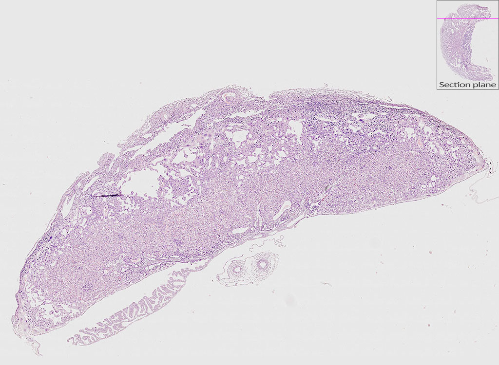 e14.5 mouse placenta