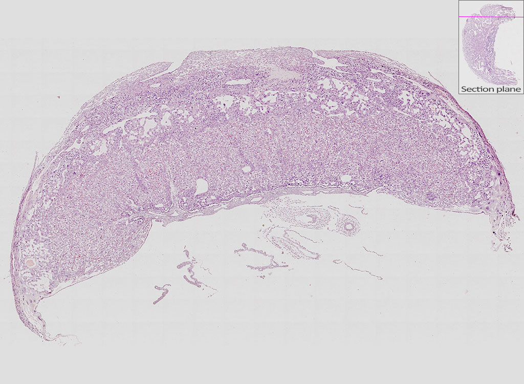 e14.5.5 mouse placenta