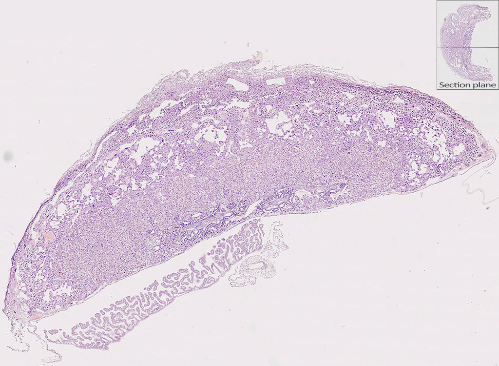 e14.5 mouse placenta