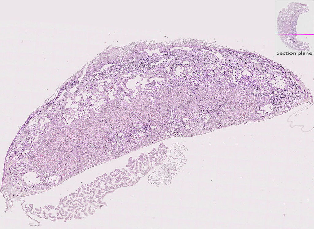 e14.5 mouse placenta