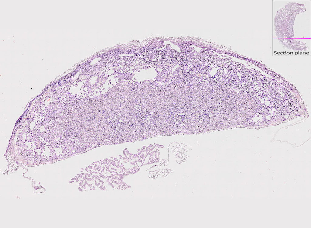 e14.5 mouse placenta