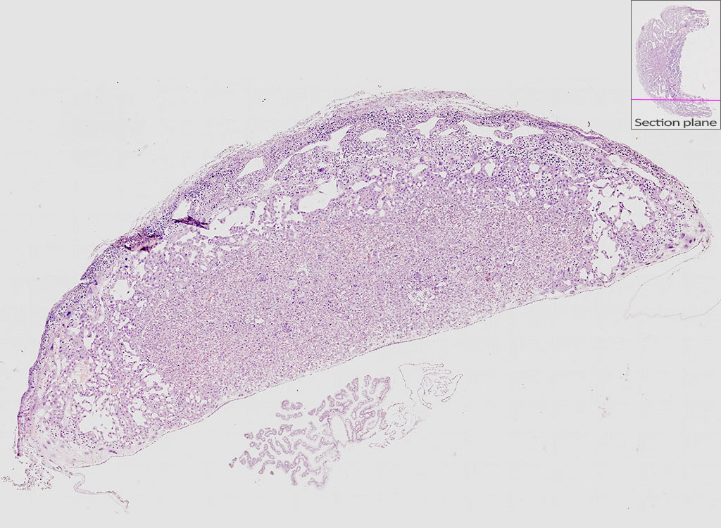 e14.5 mouse placenta