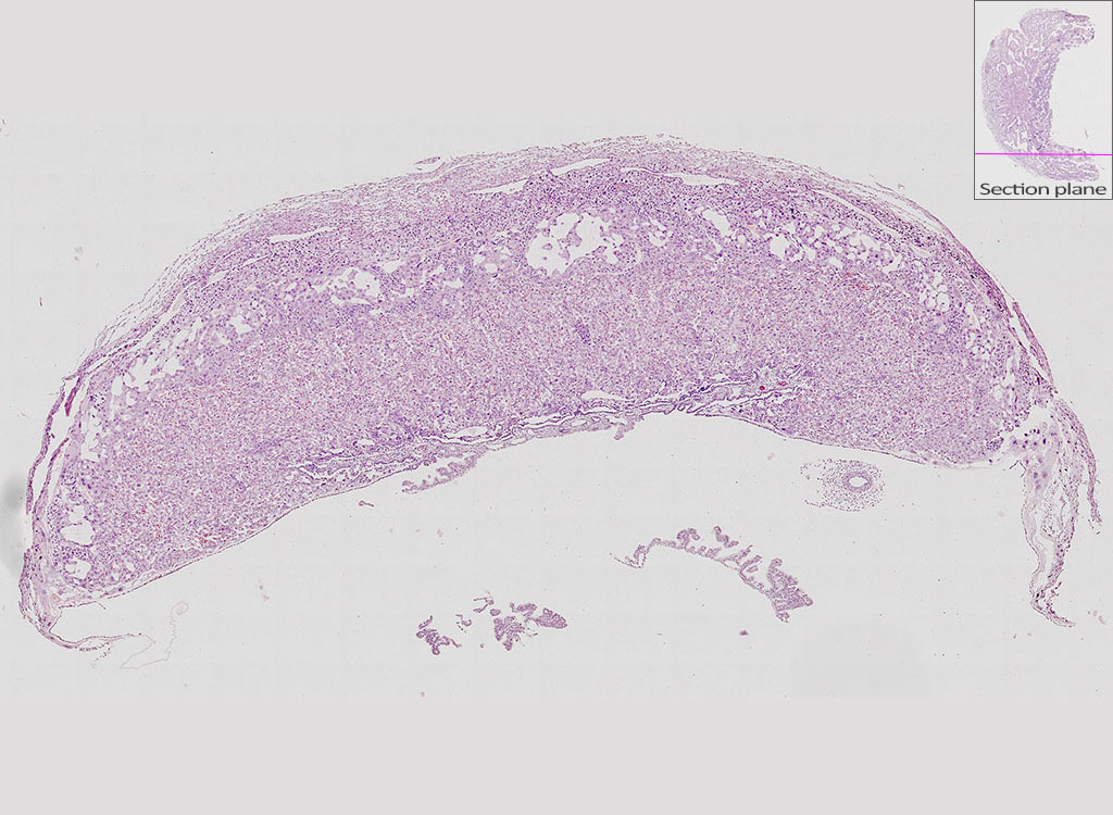 e14.5 mouse placenta