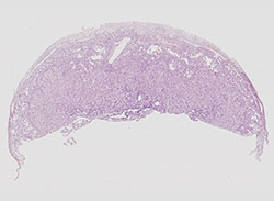 E9.5 mouse placenta