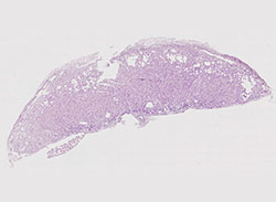 e9.5 mouse placenta