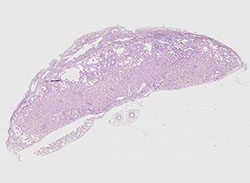 e9.5 mouse placenta