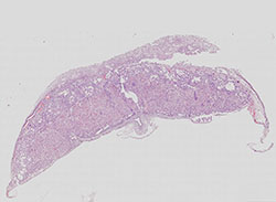 e14.5 mouse placenta
