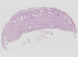 E9.5 mouse placenta