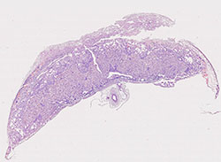 e14.5 mouse placenta