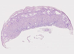 E9.5 mouse placenta