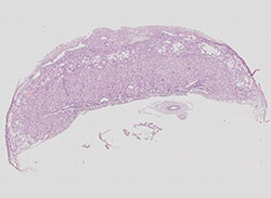 E9.5 mouse placenta