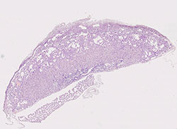 e9.5 mouse placenta