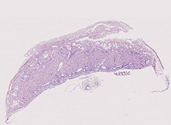 e14.5 mouse placenta