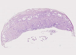 E9.5 mouse placenta