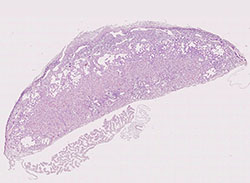 e9.5 mouse placenta