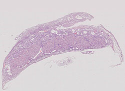 e14.5 mouse placenta