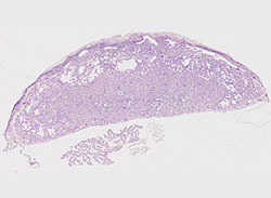 e9.5 mouse placenta
