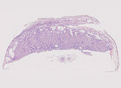 e14.5 mouse placenta