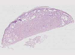 e9.5 mouse placenta