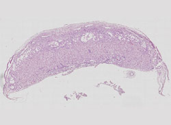 E9.5 mouse placenta