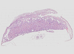 e14.5 mouse placenta