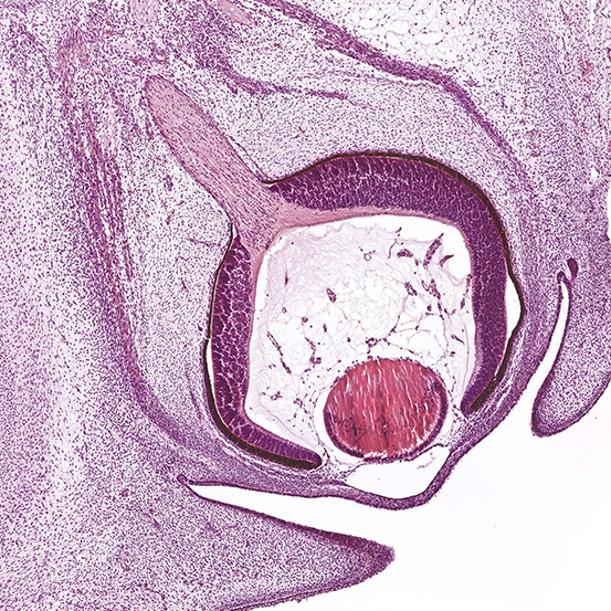 Human embryonic visual system