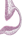 A human embryonic eye
