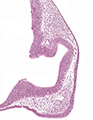 A human embryonic eye